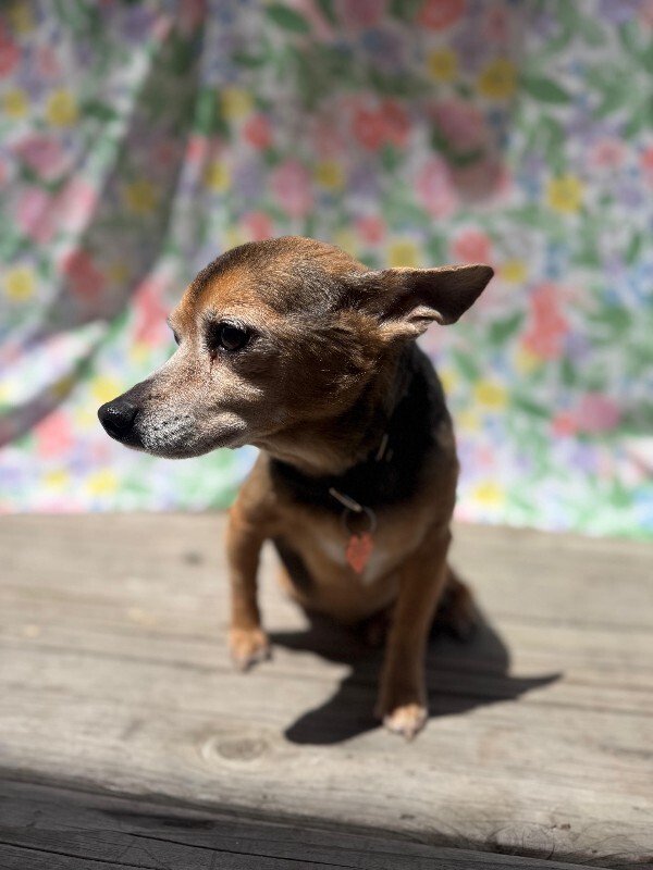 Picture of the Animal Listed